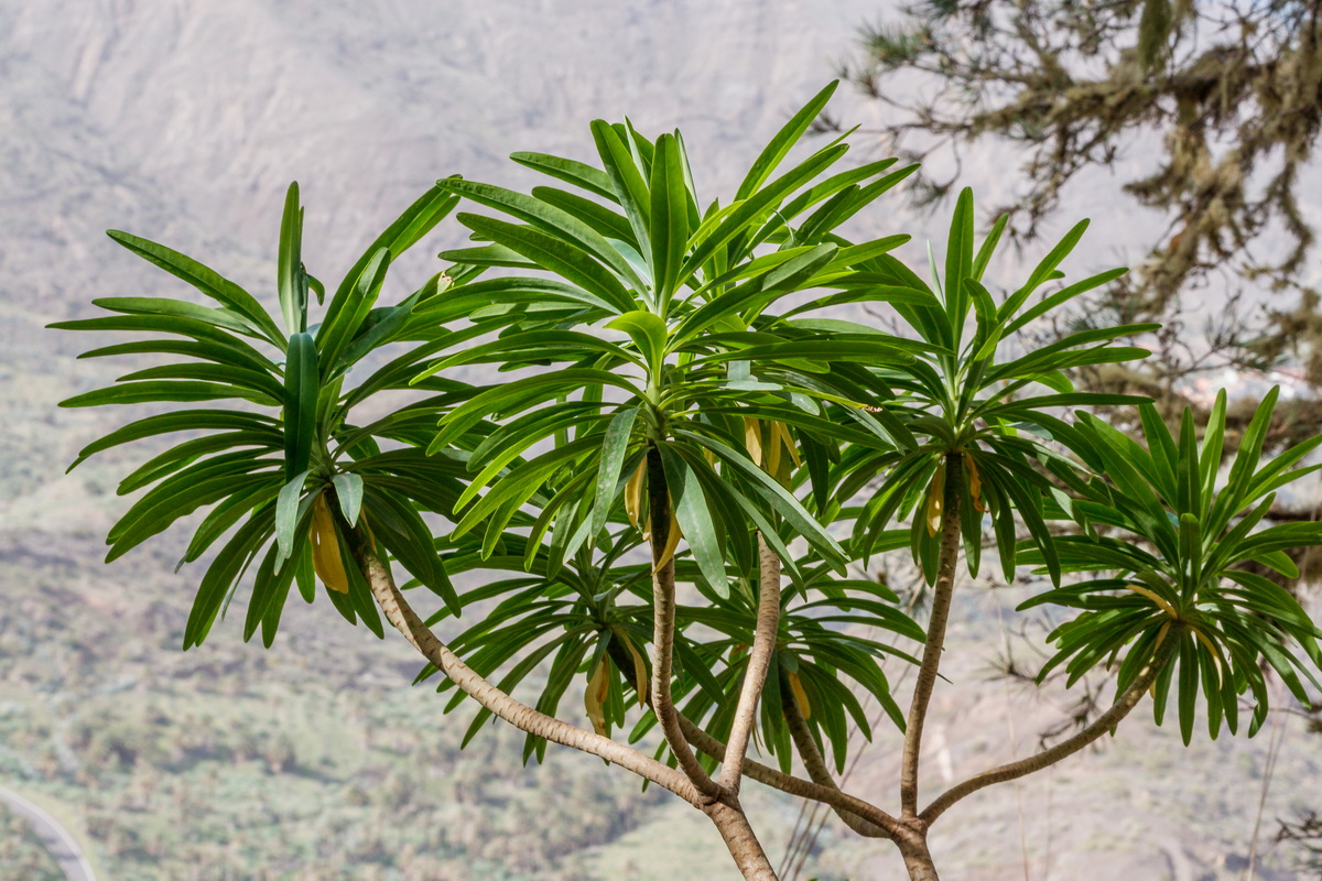  MG 2826 Euphorbia bourgeana (tabaiba de monte)