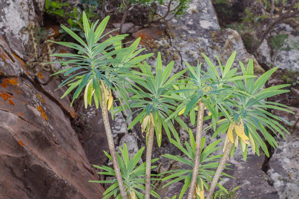  MG 2829 Euphorbia bourgeana (tabaiba de monte)