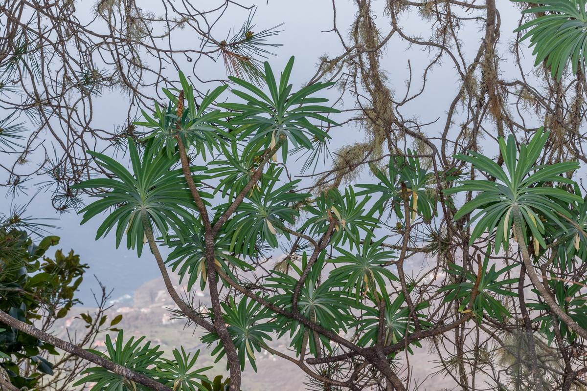  MG 2837 Euphorbia bourgeana (tabaiba de monte)