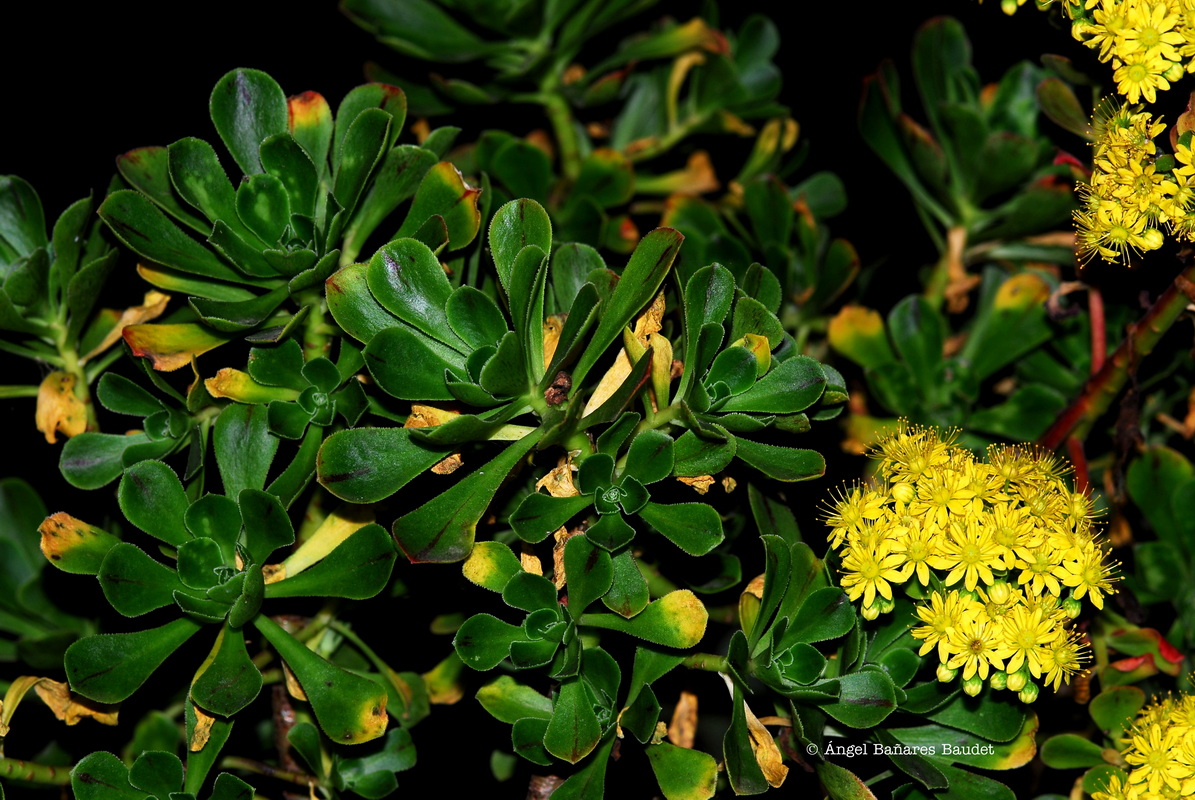 AEONIUM X HOLOSPATHULATUM  Bañares nothovar. HOLOSPATHULATUM 2