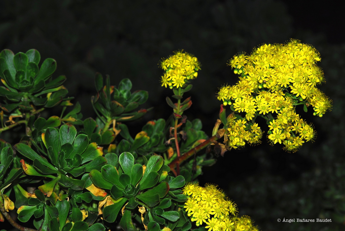 AEONIUM X HOLOSPATHULATUM  Bañares nothovar. HOLOSPATHULATUM