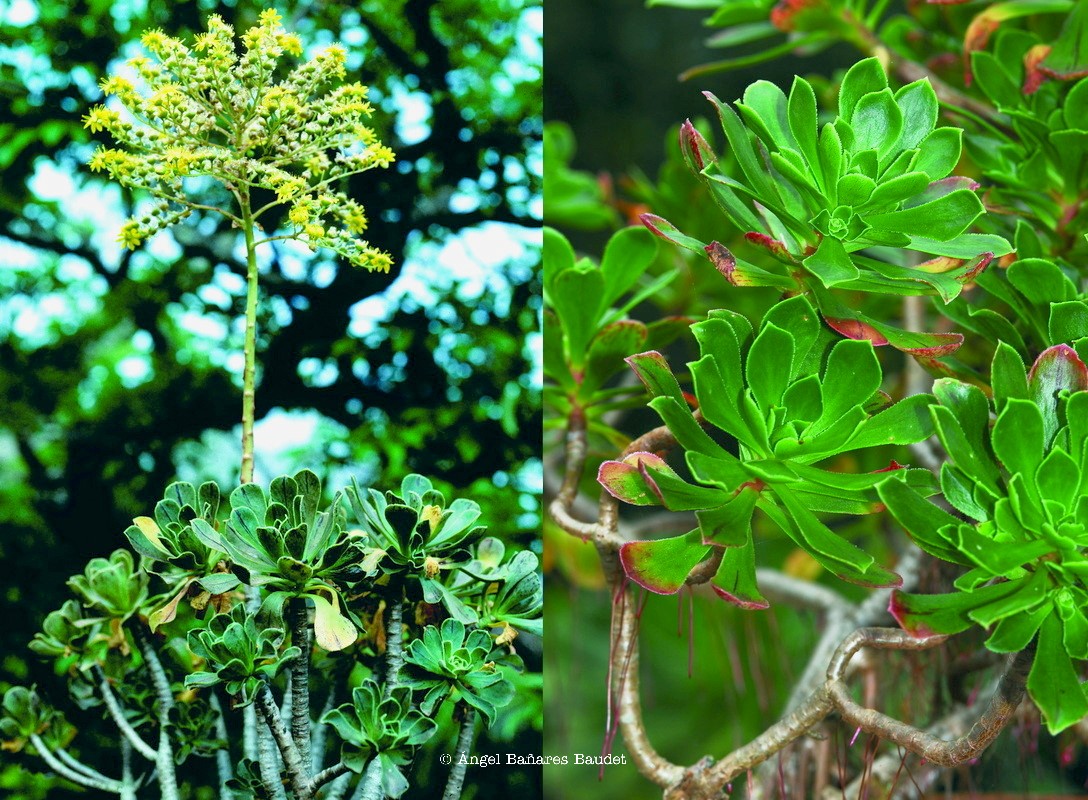 Aeonium x holospathulatum nothovar. holospathulatum 1