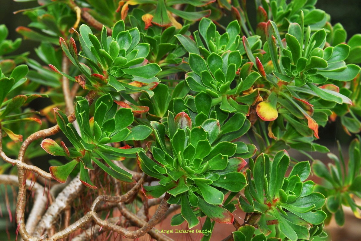 Aeonium x holospathulatum nothovar. holospathulatum 2