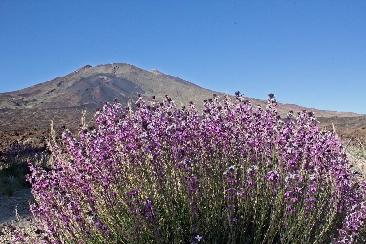 Erysimum scoparium Alheli del Teide 01