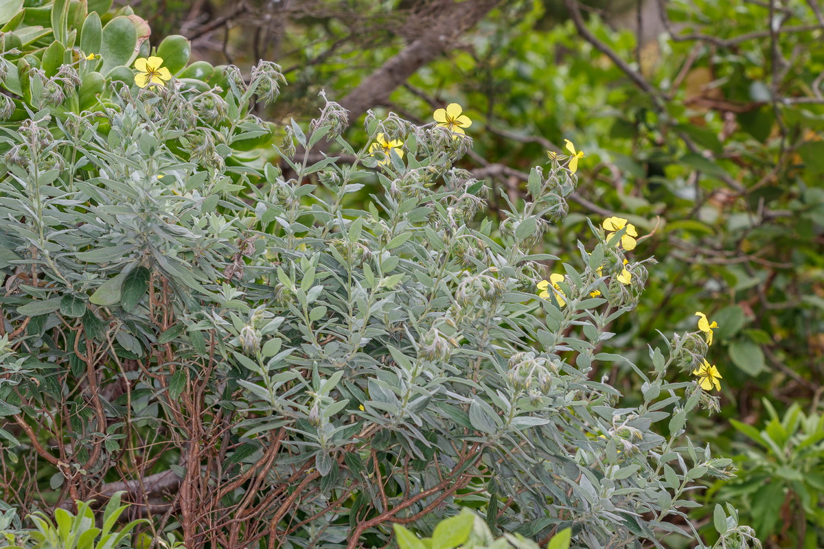 Helianthemum broussonetii Jarilla de monte01
