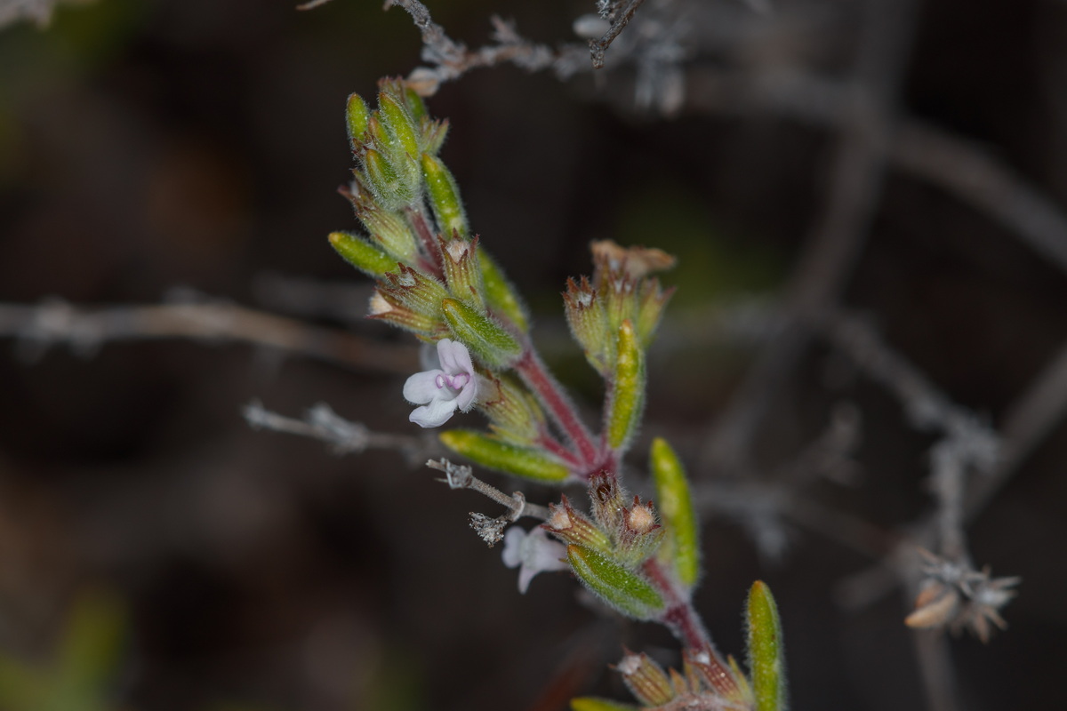 Micromeria ericifolia hyssopifolia Tomillo de pinar04