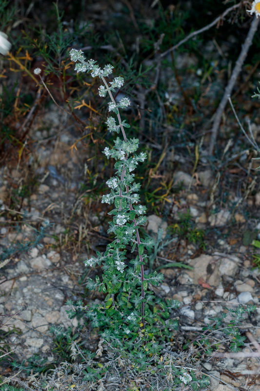  MG 6001 Micromeria ericifolia hyssopifolia var. kuegleri 