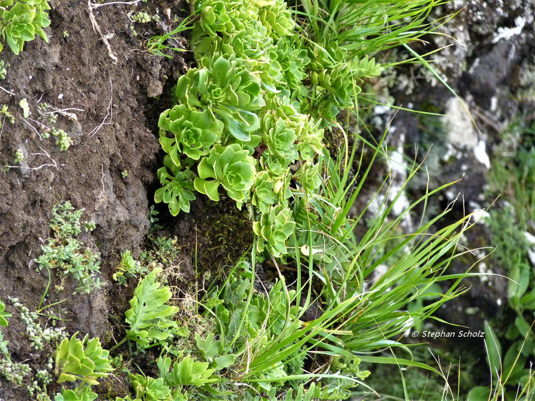 Aichryson pachycaulon en hábitat Pico La Palma