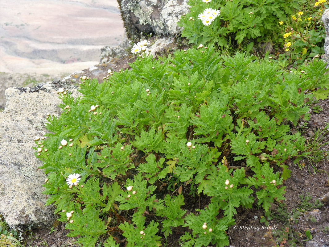 Argyranthemum winteri entre picos La Zarza y Mocán 2