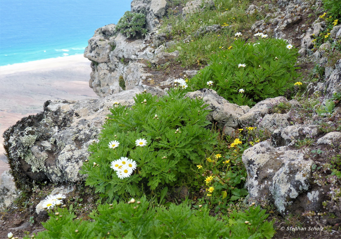 Argyranthemum winteri entre picos de La Zarza y Mocán