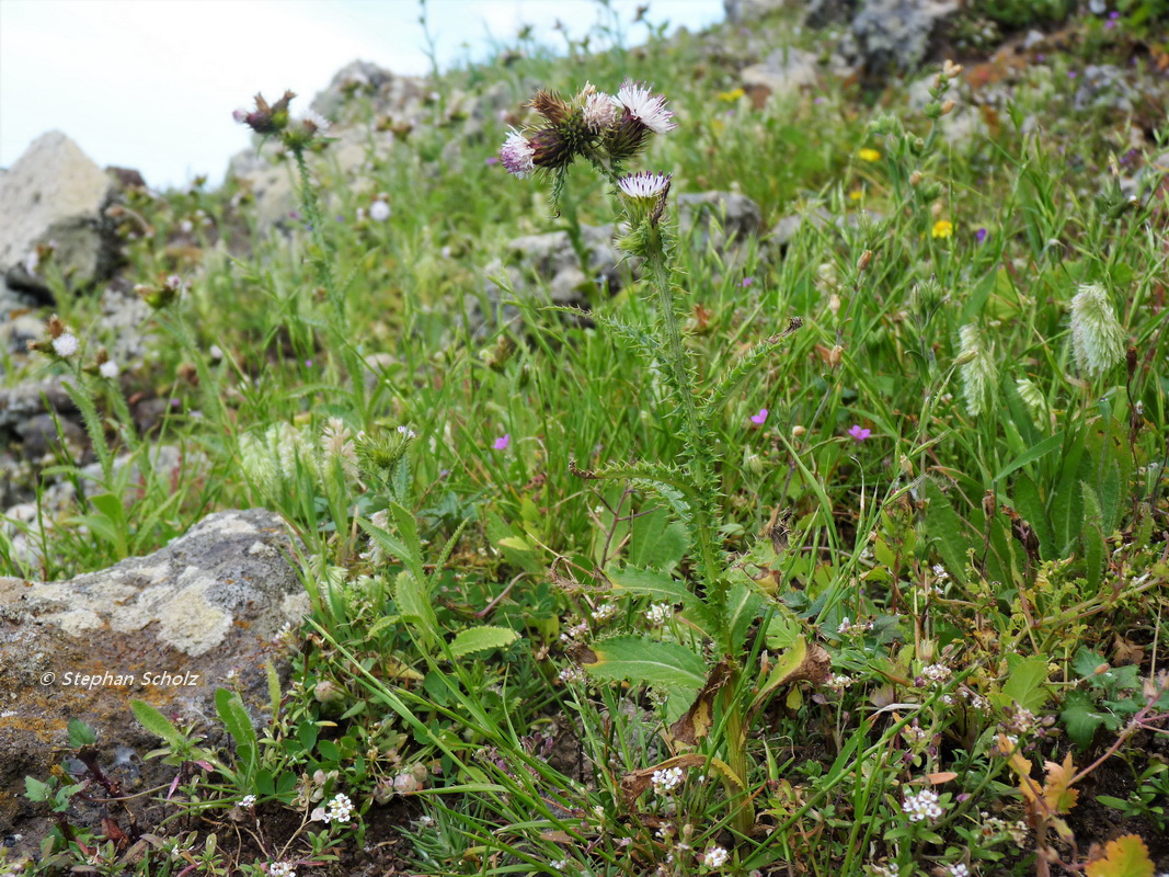 Carduus bourgeaui en hábitat, andenes entre picos de La Zarza y Mocán 2