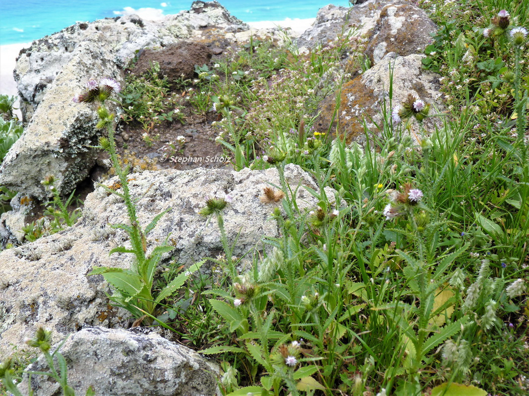 Carduus bourgeaui en hábitat, andenes entre picos de La Zarza y Mocán