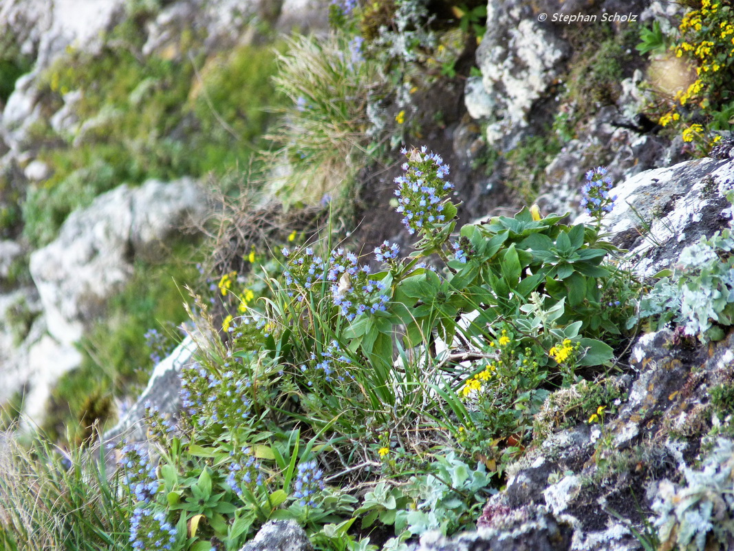 Echium handiense en hábitat, andenes debajo Pico de La Zarza
