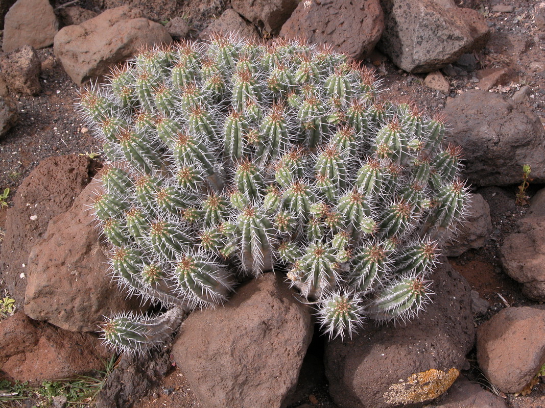 DSCN2352 Euphorbia handiensis