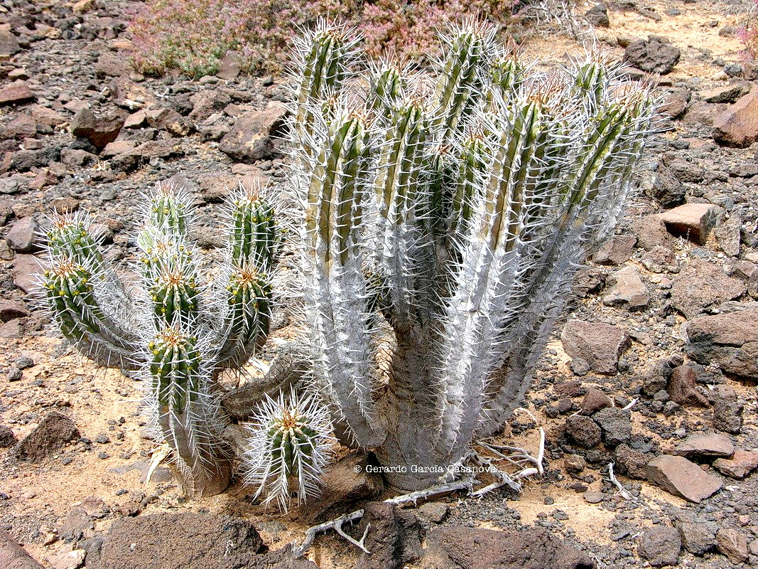 DSCN7897 Euphorbia handiensis cardón de Jandía