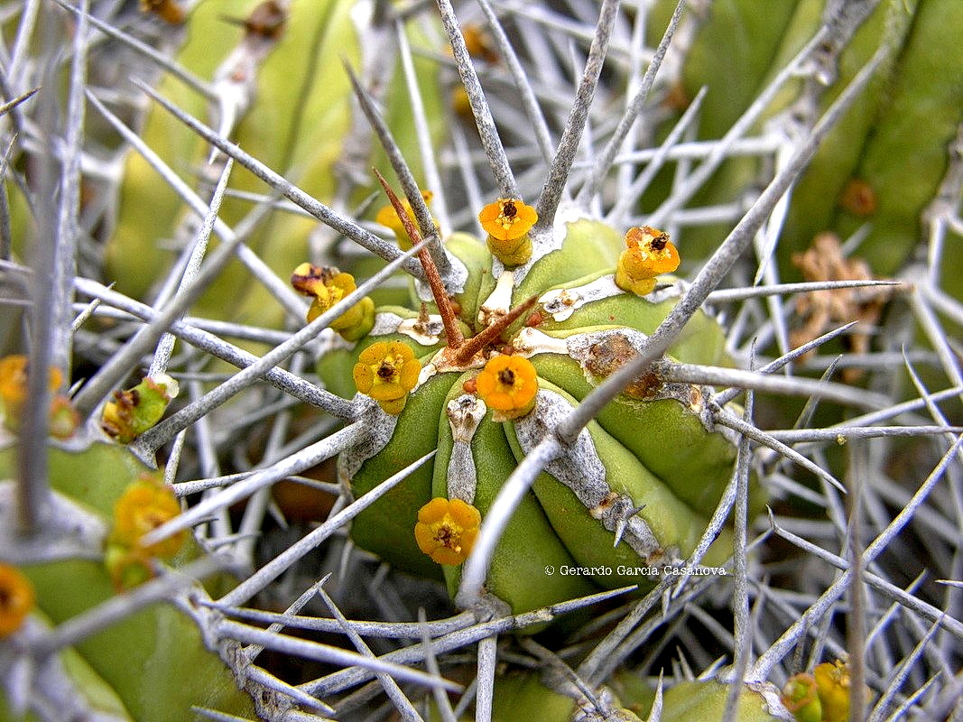 DSCN7907 Euphorbia handiensis cardón de Jandía