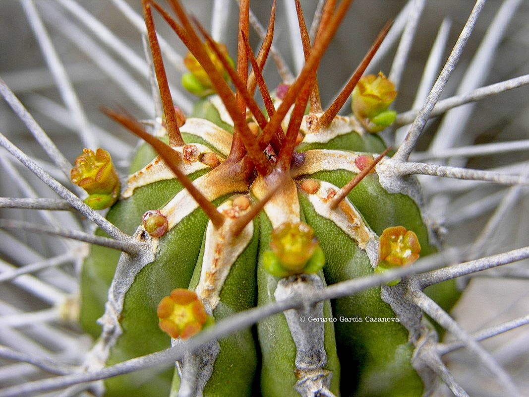 DSCN7925 Euphorbia handiensis cardón de Jandía