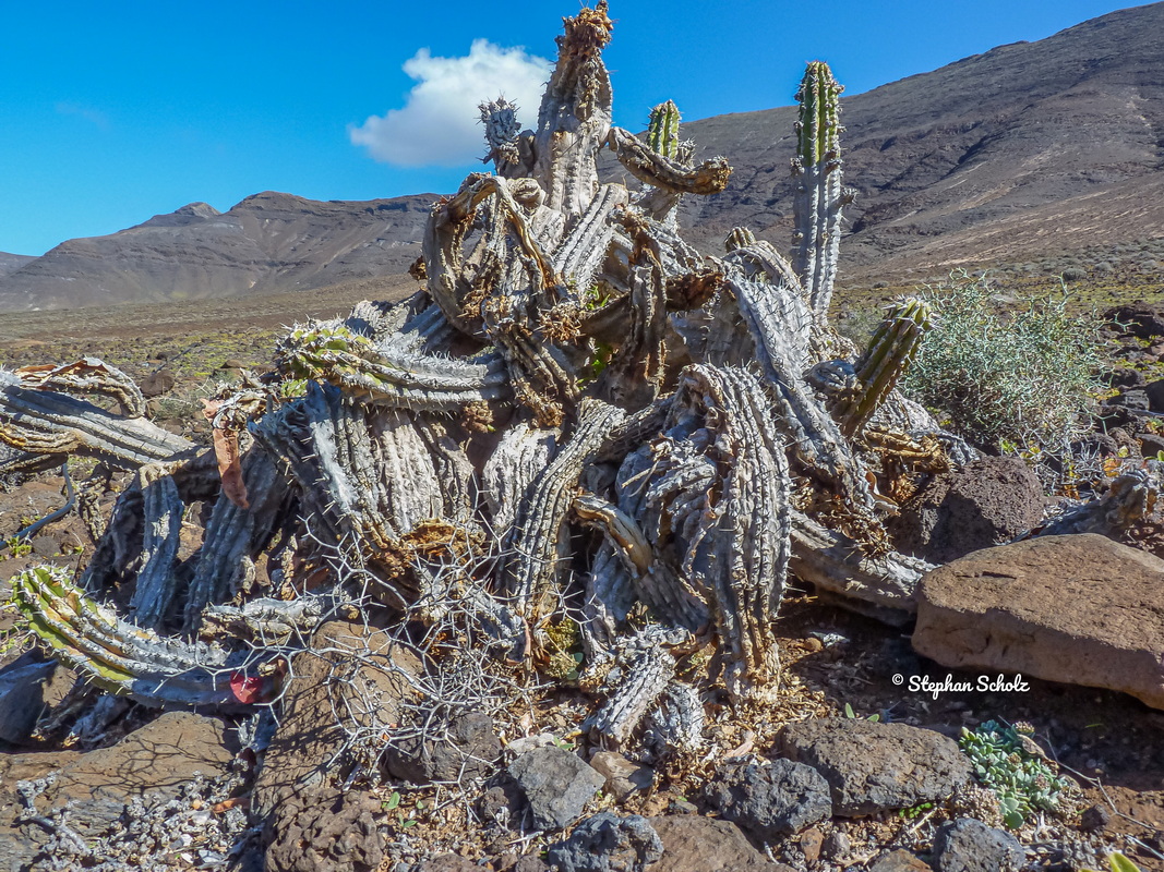 Valle de Jorós 2016 2 Watermarked resize