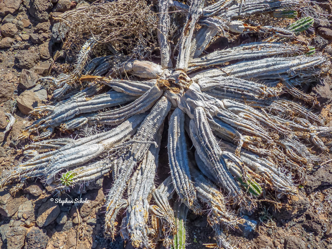 Valle de Jorós 2016 7 Watermarked resize