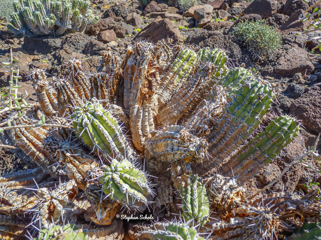 Valle de Jorós 2016 8 Watermarked resize