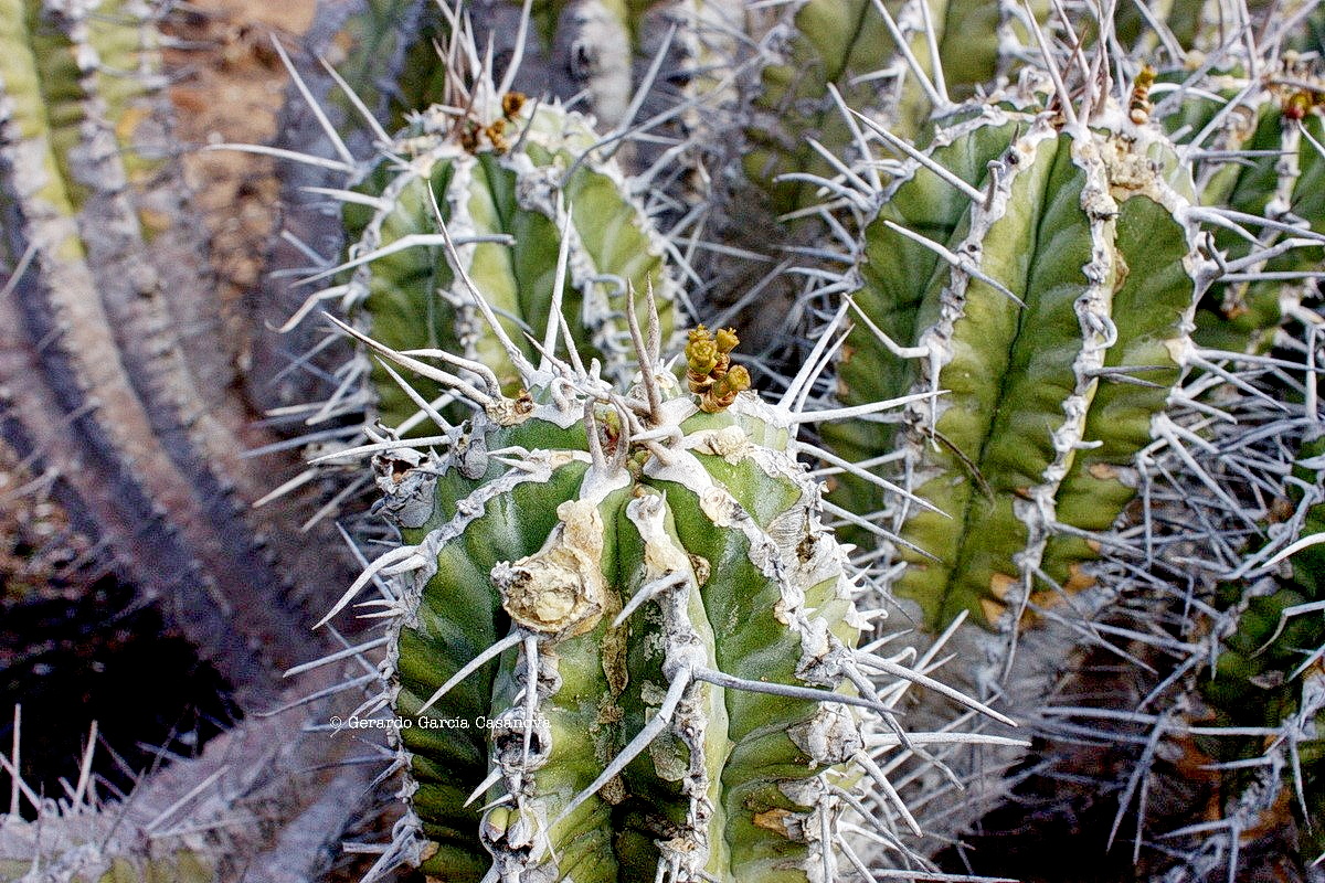 IMG 8752 Euphorbia handiensis