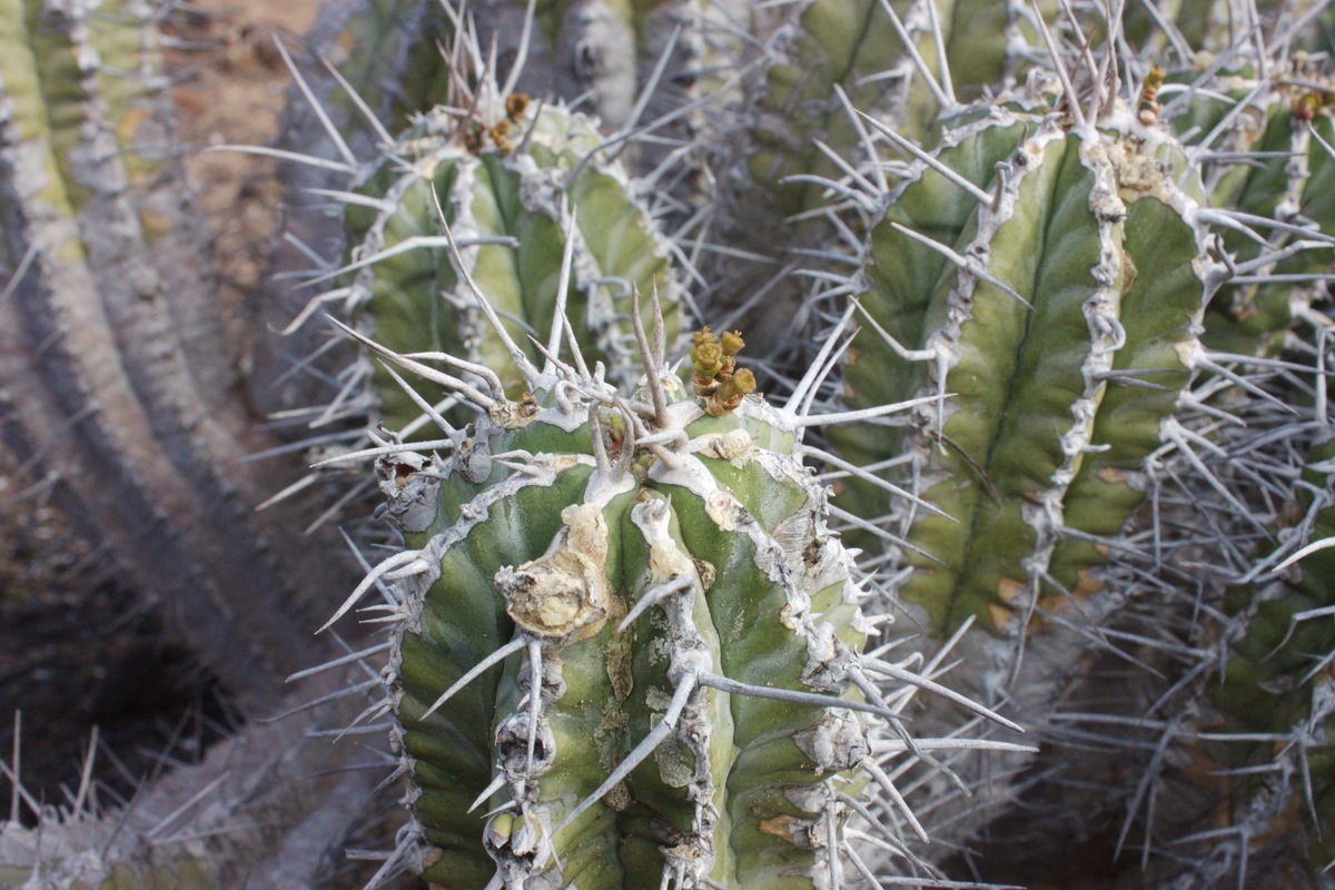 IMG 8752 Euphorbia handiensis resize