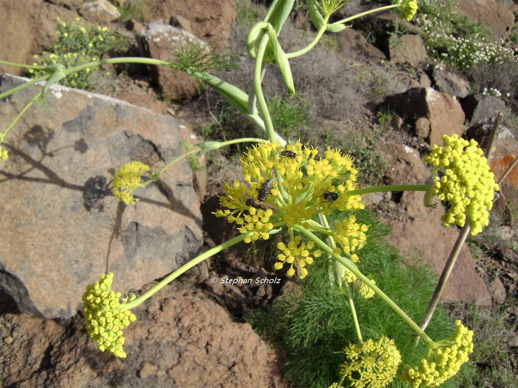 Ferula arnoldiana cultivada detalles inflorescencia