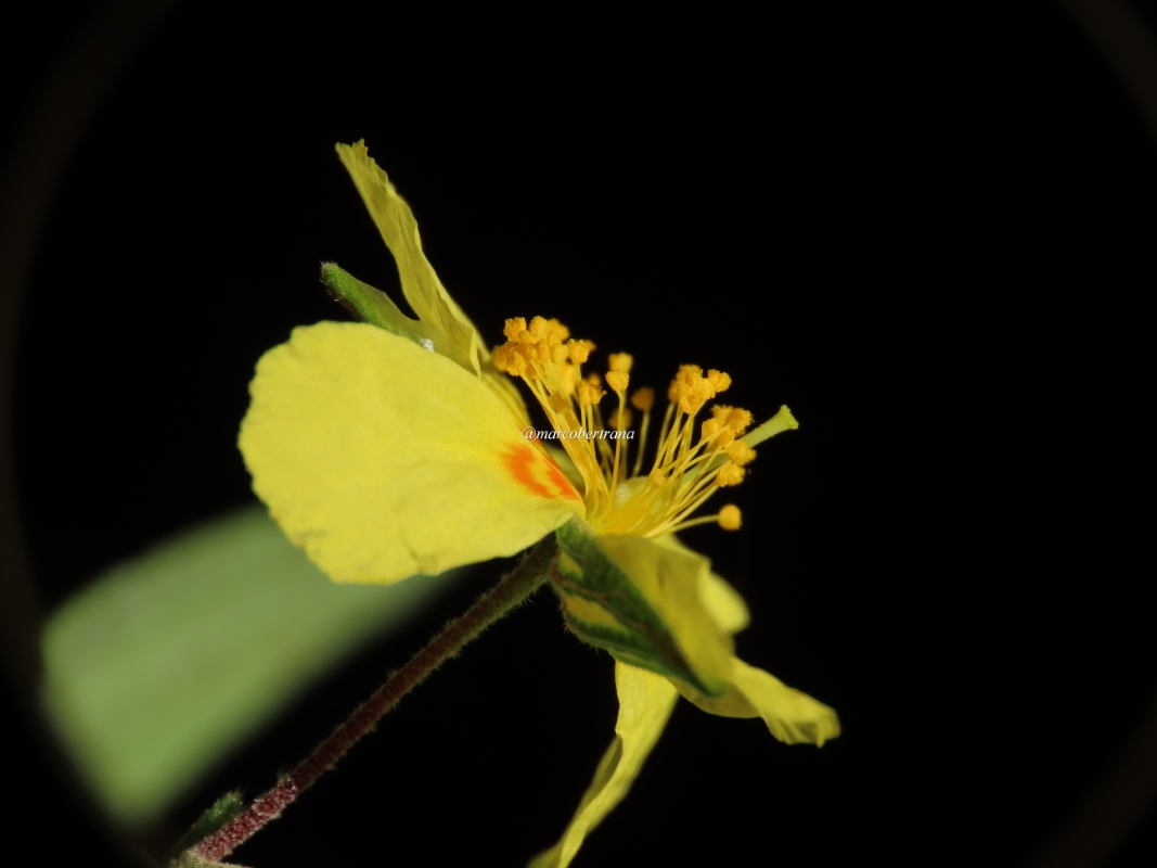 08 Helianthemum tibiabinae (Web endemicas)