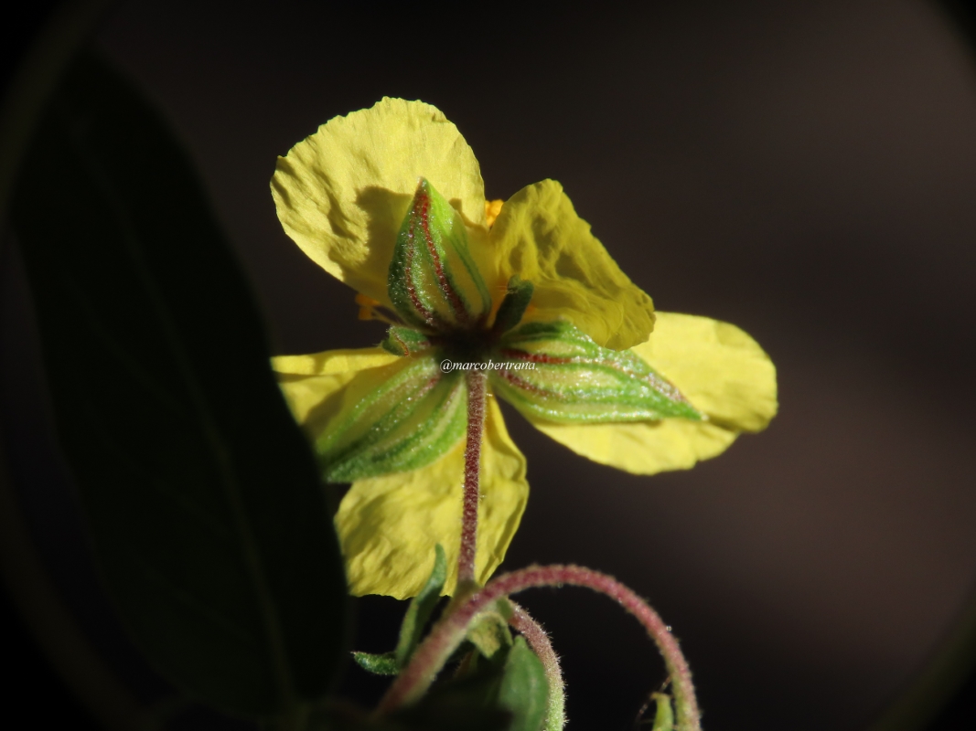 09 Helianthemum tibiabinae (Web endemicas)