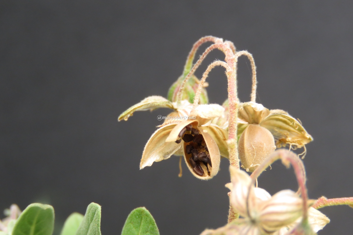 19 Helianthemum tibiabinae (Web endemicas)