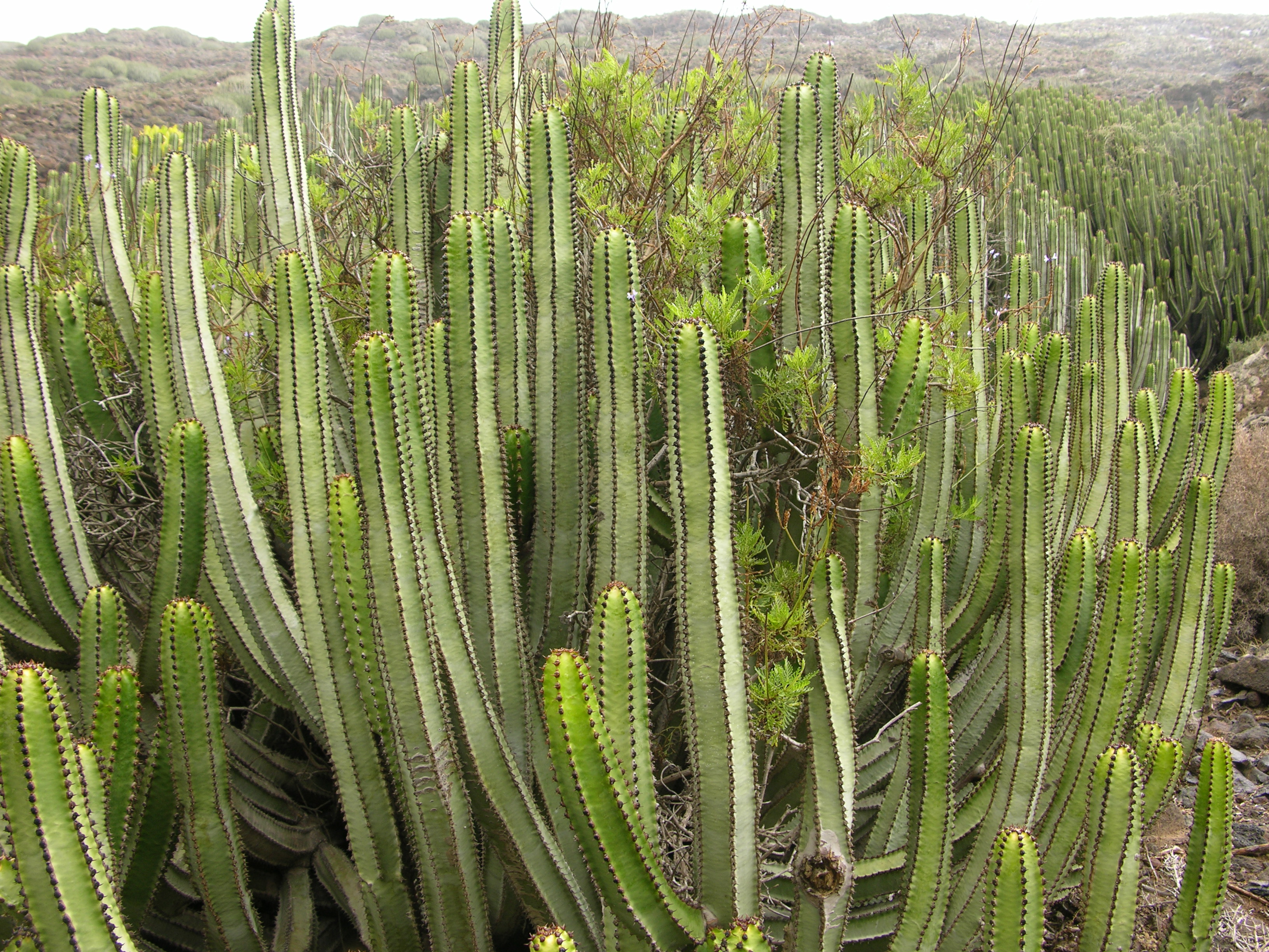 DSCN7398 Euphorbia canariensis y Lavandula canariensis