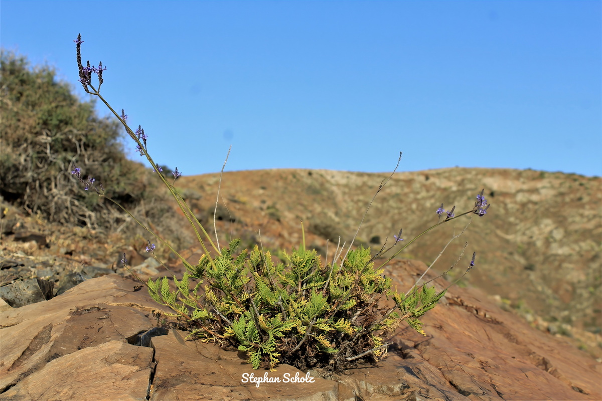 Lavandula canariensis subsp. fuerteventurae 1