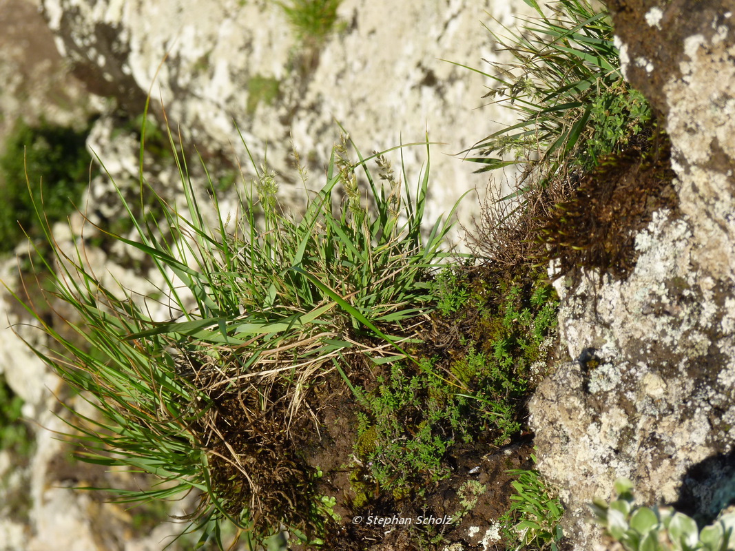 Trisetum tamonanteae en hábitat Pico de La Palma