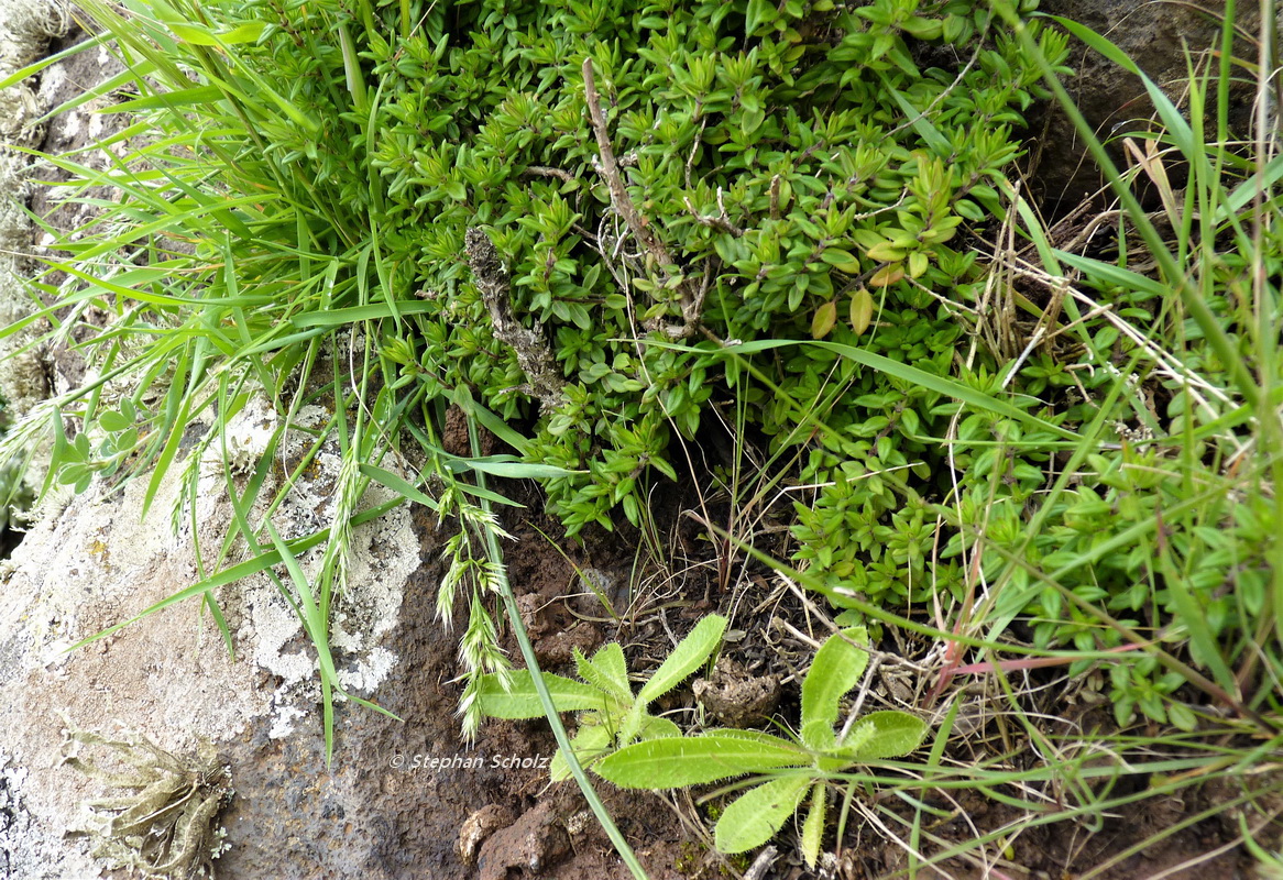 Trisetum tamonanteae en hábitat Pico de La Zarza