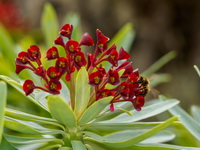Euphorbia atropurpurea Tabaiba mejorera