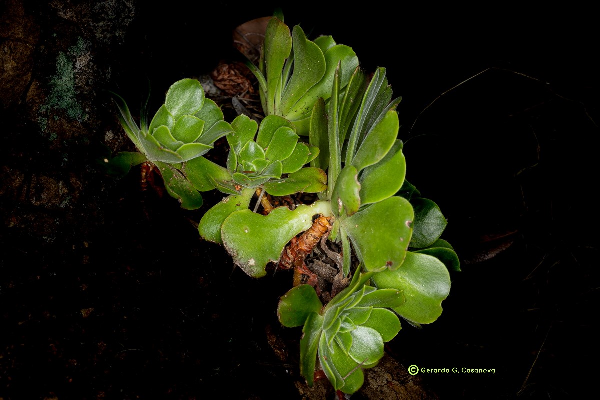 IMG 0704 Aeonium x castelloplanum (A. canariense subsp. latifolium x A. castello paivae) Watermarked