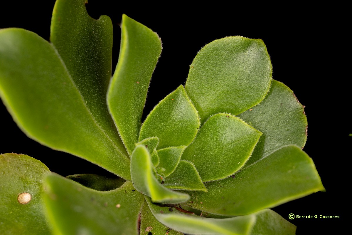 IMG 0705 Aeonium x castelloplanum (A. canariense subsp. latifolium x A. castello paivae) Watermarked