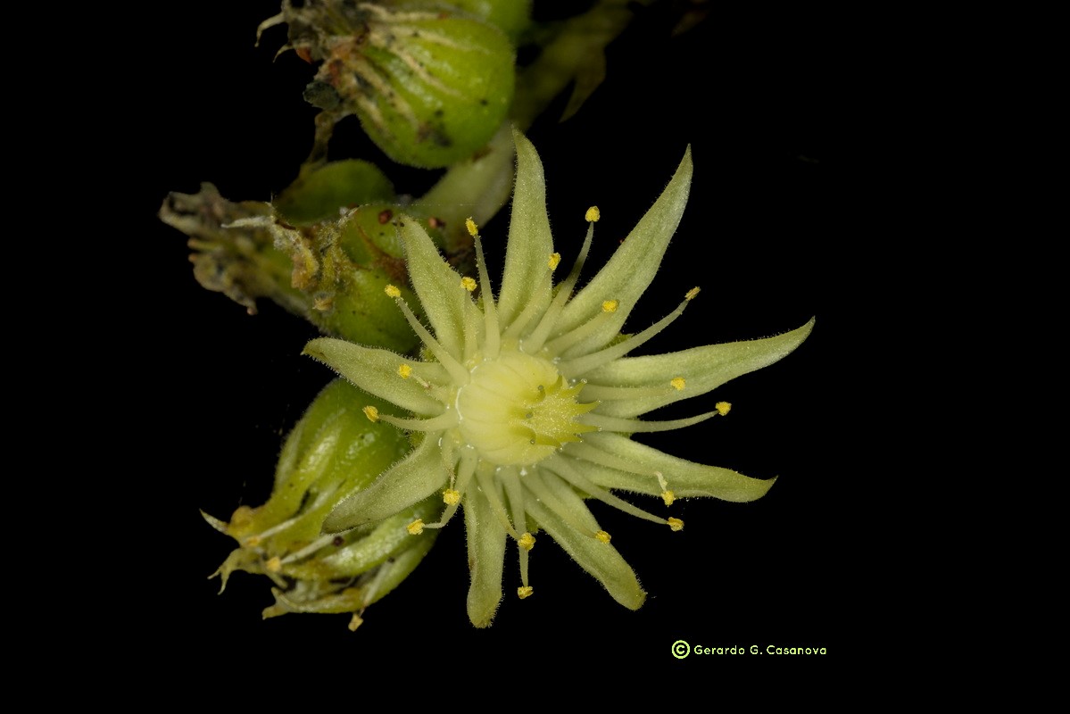 IMG 5348 Aeonium x castelloplanum (A. canariense subsp. latifolium x A. castello paivae) Watermarked