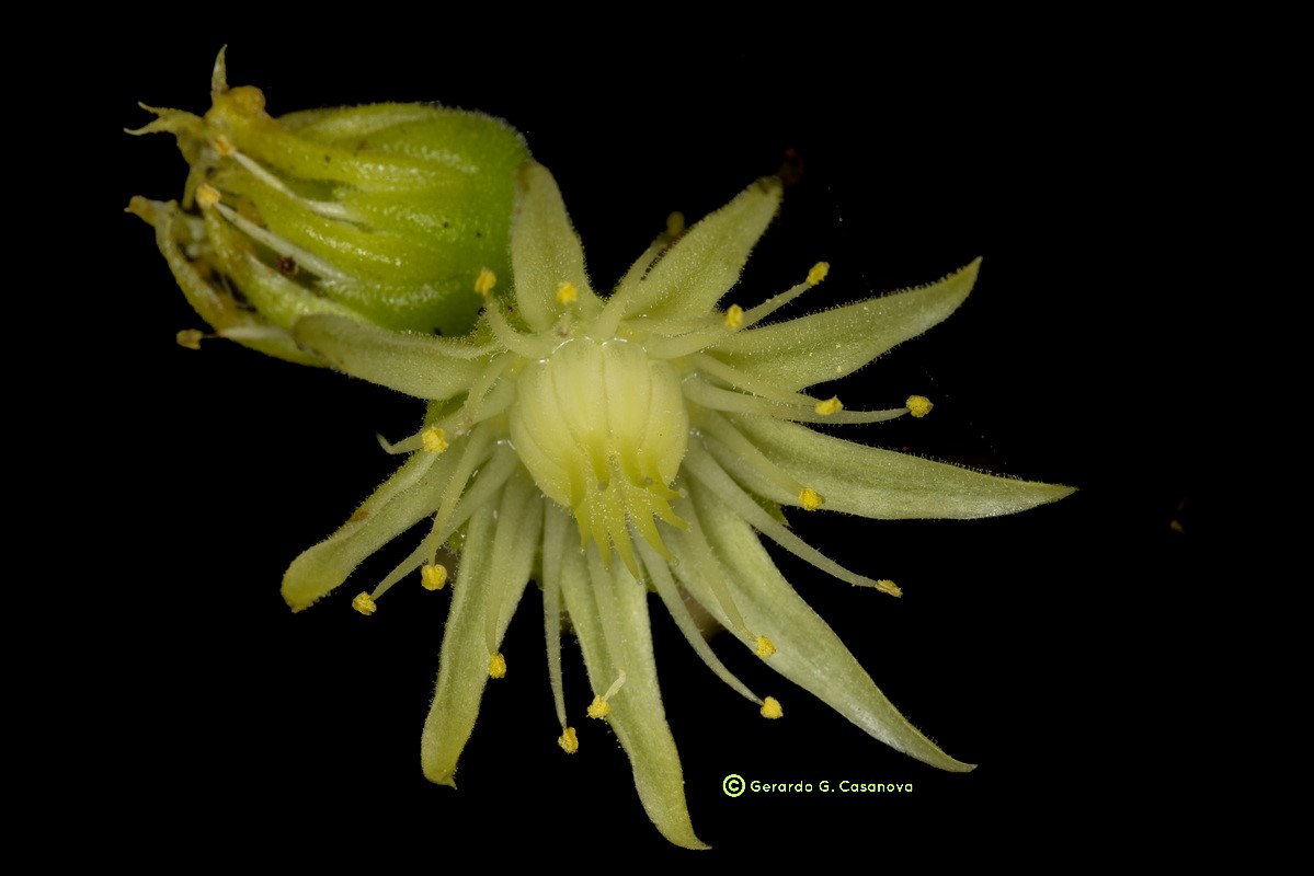 IMG 5356 Aeonium x castelloplanum (A. canariense subsp. latifolium x A. castello paivae) Watermarked