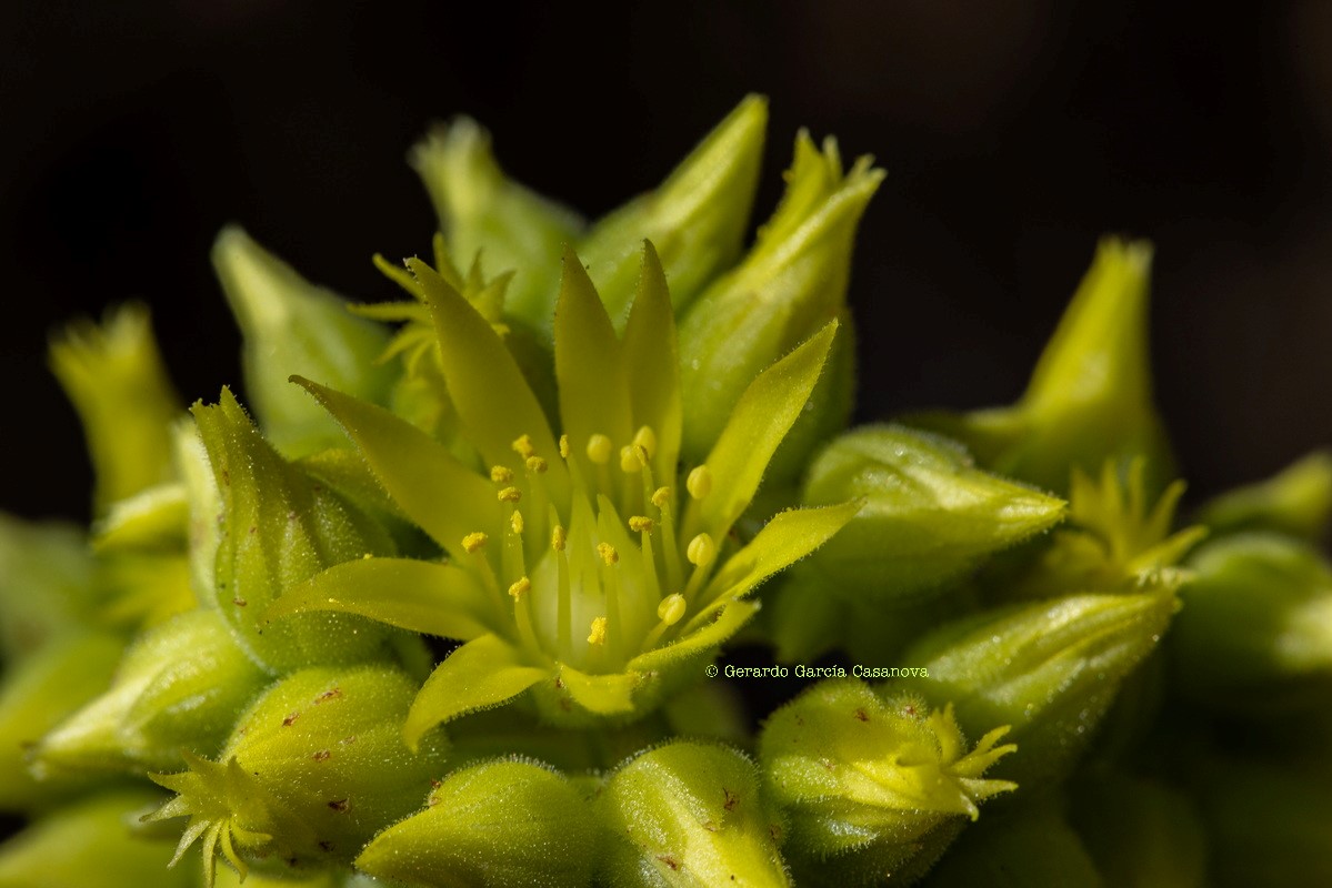 IMG 7498 Aeonium x castelloplanum (Aeonium canariense subsp. latifolium x A. castello paivae) W