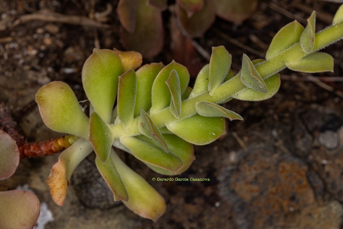 IMG 7508 Aeonium x castelloplanum (Aeonium canariense subsp. latifolium x A. castello paivae) W