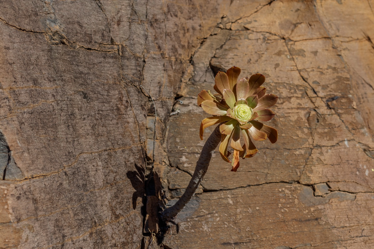 Aeonium arboreum subsp holochrysum var rubrolineatum03
