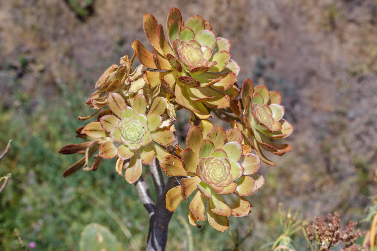 Aeonium arboreum subsp holochrysum var rubrolineatum04
