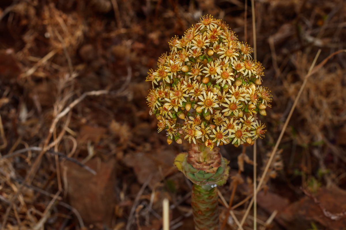 Aeonium arboreum subsp holochrysum var rubrolineatum09