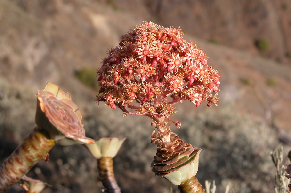 Aeonium arboreum subsp holochrysum var rubrolineatum12