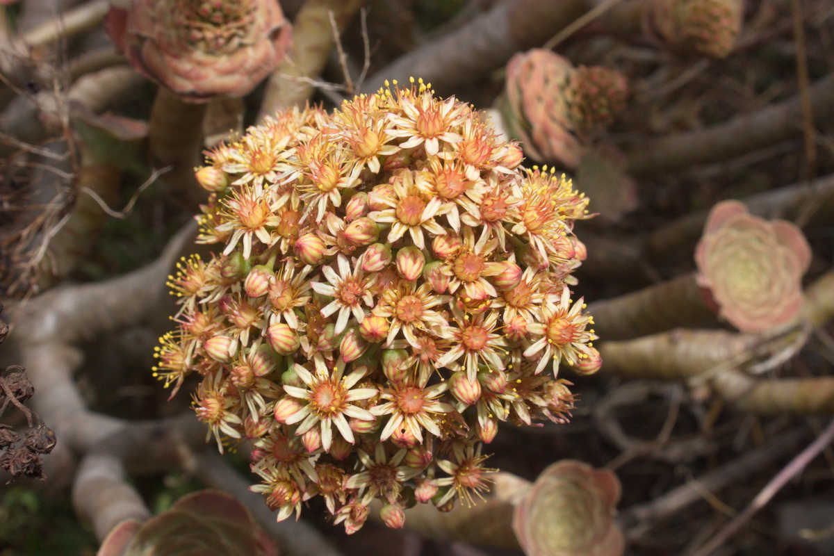 Aeonium arboreum subsp holochrysum var rubrolineatum13
