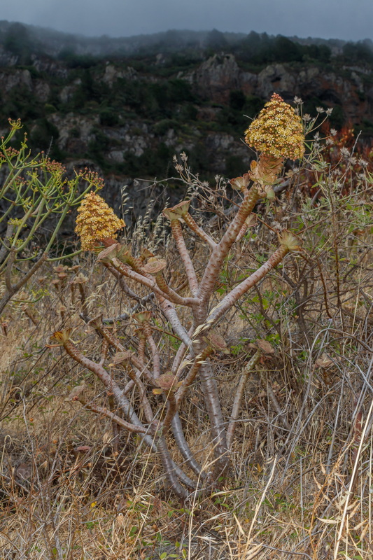  MG 5412 Aeonium arboreum subsp. holochrysum var. rubrolineatum bejeque arboreo