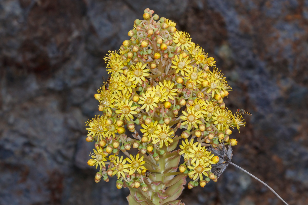  MG 5810 Aeonium rubrolineatum = Aeonium arboreum subsp. holochrysum var. rubrolineatum (bejeque arbóreo)