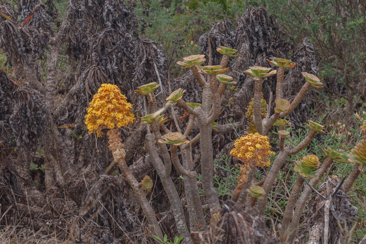  MG 5834 Aeonium rubrolineatum = Aeonium arboreum subsp. holochrysum var. rubrolineatum (bejeque arbóreo)
