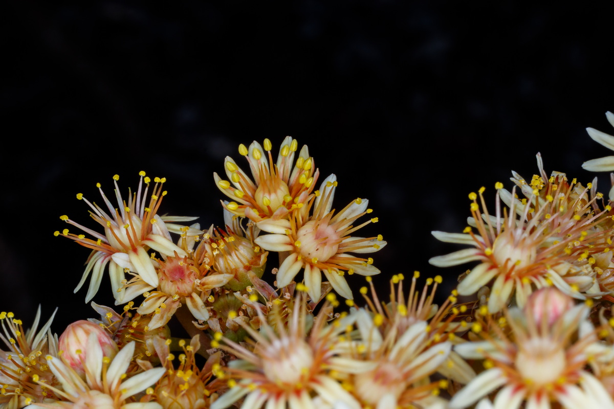  MG 8358 Aeonium arboreum subsp. holochrysum var. rubrolineatum